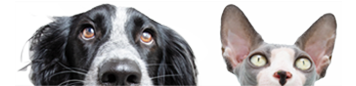 Pets